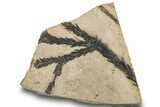 Fossil Leaf (Cunninghamia) Plate - McAbee, BC #248798-1